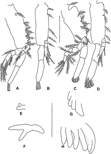 Figure 4.  Erimacrus isenbeckii (Brandt 1848). First maxilliped: (A) first zoea, (C) second zoea; second maxilliped: (B) first zoea, (D) second zoea; third maxilliped: (E) first zoea, (F) second zoea; pereiopods: (G) first zoea, (H) second zoea. Scale bar is 0.5 mm.