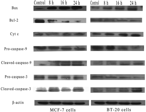 Figure 7. SSCC-induced mitochondrial apoptosis relevant-protein on MCF-7 cells and BT- 20 cells were measured by western blotting. Photos from A to I represent the ratio of Bax, Bcl-2, cytochrome c, pro-caspase-9, cleaved-caspase-9, pro-caspase-3, and cleaved-caspase-3 to β-actin after incubation with appointed concentration of SSCC for 8 – 24 h, respectively. *P＜ 0.05 compared with the control group was considered as significantly different