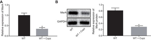 Figure 1 MsrA is down-regulated in cuprizone-induced mice. (A) detection of MsrA expression in cuprizone-induced mice by RT-qPCR, normalized to double internal reference genes GAPDH and β-actin. (B) detection of the MsrA protein expression in cuprizone-induced mice by Western blot analysis. *p < 0.05, compared to WT mice. The values are measurement data, expressed as mean ± standard deviation, and the unpaired t-test is used for data comparisons between two groups, N = 10.