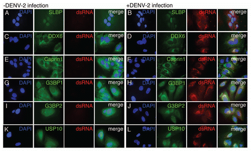 Figure 2 DDX6, Caprin1, G3BP1, G3BP2 and USP10 colocalize with sites of DENV replication. HuH-7 cells on coverslips were infected with DENV-2 NGC at an MOI of 1.0 for 24 hours prior to fixation and probing with antibody specific for either SLBP (A and B), DDX6 (C and D), Caprin1 (E and F), G3BP1 (G and H), G3BP2 (I and J) or USP10 (K and L) and dsRNA as a marker for sites of DENV replication as previously shown by Welsch et al. The coverslips probed for SLBP and dsRNA were prepared at a different time, but under similar conditions, than the coverslips used in the rest of the localization studies described here. However, the same preparation of coverslips was also probed for DDX6 and dsRNA with the same colocalization pattern as observed with the other coverslips probed for DDX6 and dsRNA. In the final wash, DAPI was added to visualize cell nuclei and coverslips were sealed prior to visualization using an Olympus IX71 epifluorescent microscope and DP71 digital camera. Images were processed using the ImageJ software package.