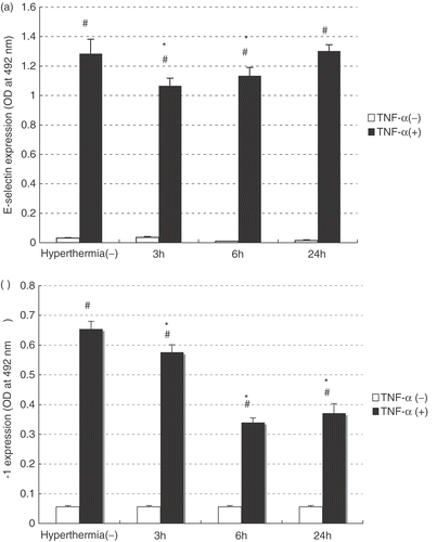 Figure 1. Effects of hyperthermia on TNF-α-induced expression of E-selectin (a) and VCAM-1 (b) in HAEC monolayers. After hyperthermia, HAEC was stimulated with TNF-α at each time point. E-selectin or VCAM-1 expression was measured by ELISA 4 hours or 6 hours after TNF-α stimulation. Data are shown as a mean ± SEM of five samples in a representative experiment. Similar results were obtained in three independent experiments. #p < 0.001 compared with control. *p < 0.001 compared with TNF-α stimulation alone.