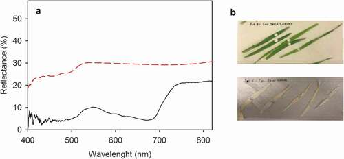 Figure 3. Reflectance spectra of green (black, solid line) and white (red, dashed line) of Hordeum vulgare cv. variegata leaves (a) and examples of the measured leaves (b). Specular reflectance was measured with an STS-VIS spectrometer, using a 250 W halogen lamp as a light source. For the measurement, a leaf disk was placed on a matt black cardboard at a 5 mm distance from the probe, and the probe was aligned with the surface normal. Each curve represents an average of 10 independent biological replicates, and the data have been smoothened with a moving median using a window of 9 data points.