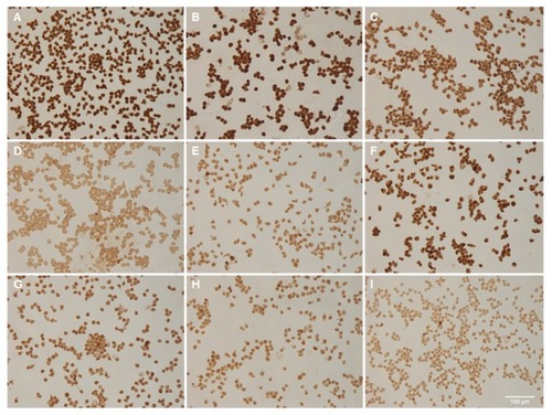 Figure 7 Pseudo-in situ polymerase chain reaction performed with nanobarcoded superparamagnetic iron oxide nanoparticles (NB-SPIONs). (A) 10 μg NB-SPIONs; (B) 5 μg NB-SPIONs; (C) 2 μg NB-SPIONs; (D) 1 μg NB-SPIONs; (E) 0.5 μg NB-SPIONS; (F) 2.5 μM free NB; (G) HPV18 E7; (H) β-actin; (I) water.Note: Scale bar is 100 μm.