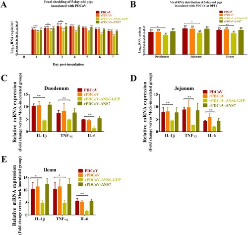 Figure 4. Fecal viral shedding, virus distribution and inflammatory cytokines expressions in PDCoV-, rPDCoV-, rPDCoV-ΔNS6-GFP- and rPDCoV-ΔNS7-inoculated piglets. (A) Fecal viral shedding in pigs orally fed with PDCoV, rPDCoV, rPDCoV-ΔNS6-GFP or rPDCoV-ΔNS7. (B) Virus distribution at 4 DPI in pigs inoculated with PDCoV, rPDCoV, rPDCoV-ΔNS6-GFP or rPDCoV-ΔNS7. (C, D, E) IL-1β, TNF-α, and IL-6 mRNA expressions in intestinal tissue of piglets inoculated with PDCoV, rPDCoV, rPDCoV-ΔNS6-GFP or rPDCoV-ΔNS7, respectively.