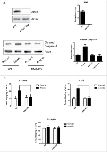 Figure 3. AIM2 deficiency inhibits arsenic-induced cleavage of pro-casepase-1 and secretion of IL-1β and IL-18 in the skin of AIM2 KO mice. (A) AIM2 deficiency was confirmed by protein gel blot (upper panel) and arsenic-induced cleavage of pro-casepase-1 was inhibited in the skin of AIM2 KO mice. (B) Arsenic-induced secretion of IL-1β and IL-18, but not IL-1α, in the skin of wildtype mice was inhibited in AIM2 KO mice. The experiments were repeated three times. Data are represented as mean ± SEM of three experiments. *p < 0.05 vs. control.