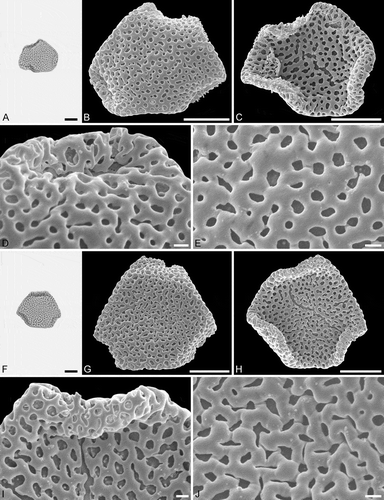 Figure 6. Light microscopy (LM) (A) and scanning electron microscopy (SEM) (B–E) micrographs of Sclerosperma protoprofizianum sp. nov. (paratype: IPUW 7513/228). A. Pollen grain in polar view (high focus). B. Pollen grain in polar view, distal side. C. Pollen grain in polar view, proximal side. D. Close-up of apex with aperture, distal side. E. Close-up of central polar area, distal side. LM (F) and SEM (G–J) micrographs of S. protoprofizianum sp. nov. (paratype: IPUW 7513/229). F. Pollen grain in polar view (high focus). G. Pollen grain in polar view, distal side. H. Pollen grain in polar view, proximal side. I. Close-up of apex, proximal side. J. Close-up of central polar area, distal side. Scale bars – 10 µm (A–C, F–H), 1 µm (D, E, I, J).