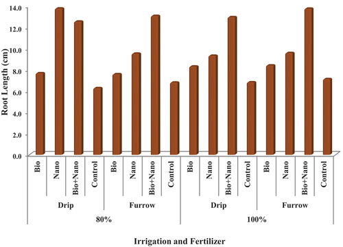 Figure 10. Combine Effect of irrigation method and fertilizer type on root length (cm).