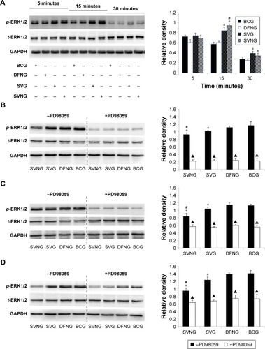 Figure 3 The effects of SVNs and SV on the ERK1/2 pathway.Notes: SVNs and SV can increase the expression of p-ERK1/2 in the early stage of the experiment (A). On 1 day (B), 7 days (C), and 14 days (D), both SVNs and SV exhibited a significant, sustained inhibitory effect on the expression of the p-ERK1/2. In addition, the expression of p-ERK1/2 in each experimental group was inhibited significantly after the MG63 cells were pretreated with the ERK1/2 pathway inhibitor PD98059 (50 μM) prior to drug intervention (B–D). The results are the mean values of three independent measurements (±SD). *P<0.05 vs BCG; #P<0.05 SVNG vs SVG; ▲P<0.05 drug vs drug + PD98059.Abbreviations: BCG, blank control group; DFNG, drug-free nanomicelles group; p-ERK1/2, phosphorylated ERK1/2; SD, standard deviation; SV, simvastatin; SVG, simvastatin group; SVNs, simvastatin-loaded nanomicelles; SVNG, simvastatin-loaded nanomicelles group; t-ERK1/2, total ERK1/2.