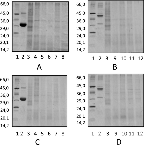 Figura 2. Electroforesis SDS-PAGE de extracto de albúminas (A y B) y globulinas (C y D) de pinole de los tratamientos térmicos aplicados. A: Estándares, B: Faseolina, C: Pinole sin tratamiento térmico, 4: 60°C/140°C, 5: 60°C/150°C, 6: 60°C/160°C, 7: 70°C/140°C, 8: 70°C/150, 9: 70°C/160°C, 10: 80°C/140°C, 11: 80°C/150°C, 12: 80°C/160°C. Peso molecular en kDa. Figure 2. SDS-PAGE electrophoresis of albumins (A and B) and globulins (C and D). Line 1 = molecular weight standard, line 2 = phaseolin, line 3 = pinole without thermal treatment, 4: 60°C/140°C, 5: 60°C/150°C, 6: 60°C/160°C, 7: 70°C/140°C, 8: 70°C/150, 9: 70°C/160°C, 10: 80°C/140°C, 11: 80°C/150°C, 12: 80°C/160°C.