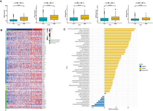 Figure 12 Assessment of the relationship between risk scores and the tumor immune microenvironment. (A) The expression level of CD274, CTLA-4, LAG3, PDCD1, and TIGIT between high and low-risk score groups (p<0.0001). (B) Heatmap for cytokine expression in high and low-risk score groups. (*p value < 0.05; **p value <0.01; ***p value <0.001). (C) Correlations between risk score and HALLMARK pathway visualized by ggplot2.