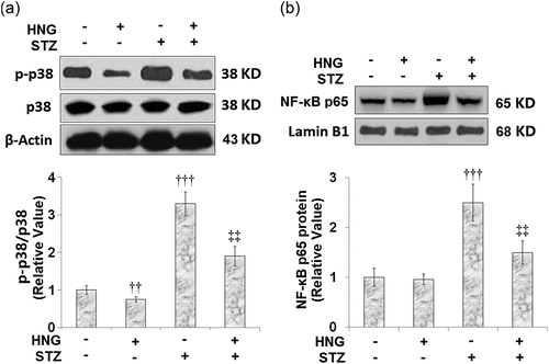 Figure 7. Protective effects of S14G-humanin on p38 MAPK and NF-κB signaling pathway in cardiac diabetic mice. (a) Protein expression of Phosphorylated p38/p38; (b) Protein expression of nuclear NF-κB p65 (†††, P < 0.005 vs. vehicle group; ‡‡, P < 0.01 vs. STZ group, n = 7–8)