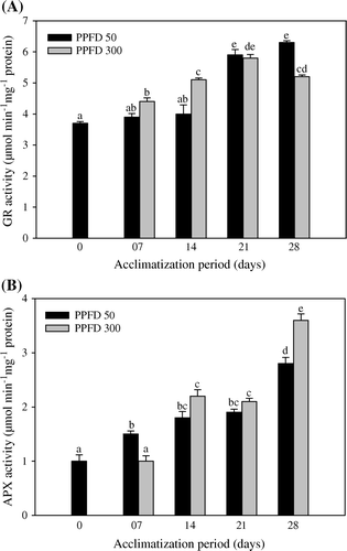 Figure 4.  Activities of glutathione reductase (A) and ascorbate peroxidase (B) in micropropagated plantlets of T. indica acclimatized at PPFD 50 and 300 µmol m−2 s−1 for 28 days. Bars represent the mean±SE (n=5). Bars denoted by the same letter are not significantly different (p =0.05) using Tukey's tests.