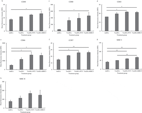 Figure 2. Immunophenotypes of CTP-fused protein antigen pulsed VaxDCs. (A) Immunophenotypes of DCs after maturation and pulsing with CTP-fused WT1 and CTP-fused BIRC5 were estimated by flow cytometry. (B-H) Data are summarized in a bar chart. Mean fluorescence intensity of MHC and co-stimulation marker expression on DCs such as CD40, CD80, CD83, CD86, CCR7, MHC I, MHC II was estimated. The data represent the mean of triplicate from two independent experiments. ImDCs: immature DCs, VaxDCs: VaxDCs unpulsed with CTP-protein antigens, VaxDCs/WT1: VaxDCs pulsed with CTP-fused WT1, VaxDCs/BIRC5: VaxDCs pulsed with CTP-fused BIRC5. *: p < .05, **: p < .01, ***: p < .001