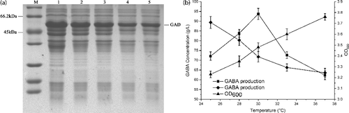 Figure 4. Effect of induction temperatures on GAD expression and GABA production. (a) SDS-PAGE analysis of the GAD expression under different induction temperatures. M represents molecular weight markers; 1–5 represents supernatants of the cell extract from different induction temperatures (25, 28, 30, 33 and 37 °C). (b) GABA production of whole-cell bioconversion (square) and the supernatant of the cell lysate as the catalyst (diamond) within 3 h, and cell density (triangle) from different induction temperatures. The cells induced by different induction temperatures were applied as the catalysts for the bioconversion using 1 M L-Glu solution as the substrate at 45 °C. Data are presented as the mean ± SD values from three independent experiments.