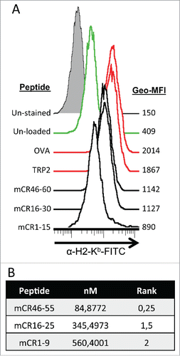 Figure 2. Mouse cripto-1 peptides bind to H2-Kb in vitro and in silico. (A) RMA-s cells were used to measure surface stabilization of H2-Kb using an overlapping 15-mer peptides library. H2-Kb was analyzed by flow cytometery after loading with 100 µg/mL of peptide for 2 h, with negative controls (un-stained, filled gray, and un-load, green), positive controls (OVA and TRP2, red) as well as the peptides mCR46-60, mCR16-30, mCR1-15 (solid black). (B) 9mers within Cripto-1 were identified using in silico prediction analysis with NetMHC.