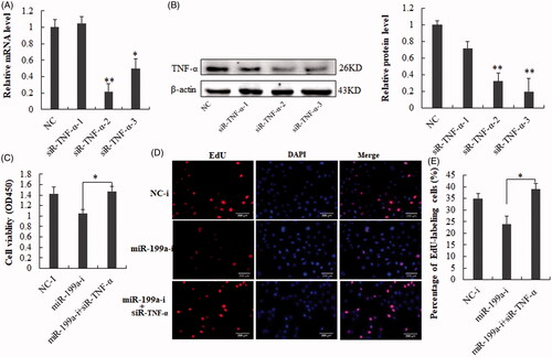 Figure 6. SiRNA- TNF-α reverses miR-199a inhibition-inhibited cell growth in vitro. (A,B) TNF-α level were measured in BRL-3A after treatment with siRNA- TNF-α (sequence-1,-2 or -3) by qRT-PCR and Western blot analysis. (C) Cell viability assay. (D) Edu (red) cell proliferation assay. (E) The percentage of Edu-positive cells was quantified. The results demonstrated that siRNA- TNF-α reversed the inhibitive effect of miR-199a-i on hepatocyte proliferation. All data are represented as the mean ± SD, *p < .05, **p < .01.