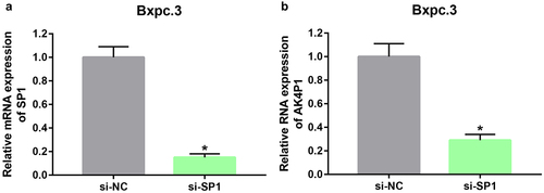 Figure 5. SP1 enhances AK4P1 expression in PAAD. (a) SP1 is significantly positively correlated with AK4P1 in PAAD. (b) SP1 is overexpressed in PAAD when compared with normal tissues. *P-value<0.05.
