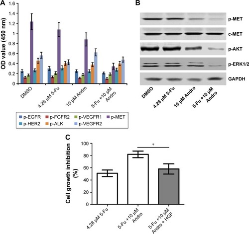 Figure 3 5-Fu-induced HCT-116 cells apoptosis was enhanced by Andro by inhibition of c-MET pathway in vitro.