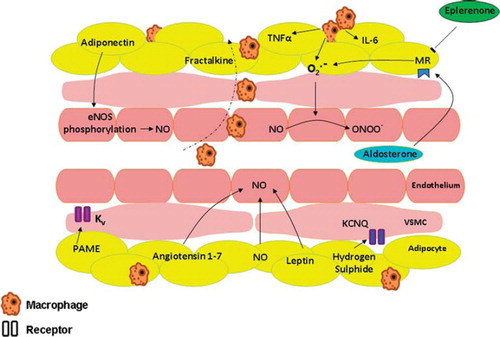 Figure 2. Perivascular adipose tissue as relevant to vessel tone and adipokines implicated in obesity-related hypertension. (eNOS = endothelial nitric oxide synthase; Kv = voltage-gated potassium channel; CNQ = a member of the Kv family; MR = mineralocorticoid receptor; NO = nitric oxide; O22 = superoxide anion; ONOO2 = peroxynitrite; PAME = palmitic acid methyl ester; VSMC = vascular smooth muscle cell).