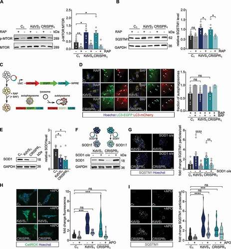 Figure 2. Increased oxidative stress causes autophagosome accumulation. (A) Representative western blots for p-MTOR, and MTOR with and without rapamycin (RAP) treatment. RAP samples were incubated with 200 nM RAP for 10 min, followed by 2 h without RAP before cell lysis. Quantification of p-MTOR:MTOR ratio. n = 10 for C1; n = 7 for C1+ RAP; n = 9 for KdVS1; n = 6 for KdVS1 + RAP; n = 10 for CRISPR1; n = 7 for CRISPR1+ RAP. Protein levels were normalized to loading control. Treatment efficiency was assessed by means of unpaired t test between untreated and RAP treated samples of C1. (B) Representative western blots for SQSTM1 with and without RAP treatment. Quantification of SQSTM1. n = 8 for C1; KdVS1; CRISPR1; n = 5 for C1+ RAP; KdVS1+ RAP; CRISPR1+ RAP. Presented protein levels are relative to GAPDH. (C) Schematic representation of flux measurements through double-tagged mCherry-EGFP-LC3 transfection in iPSCs. (D) Example images of fluorescent LC3 detection after RAP and bafilomycin A1 (BAF; 200 nM for 10 min prior to RAP) treatment. Quantification of autophagosomes. n = 23 for C1+ RAP; n = 14 for C1+ RAP+BAF; n = 18 for KdVS1+ RAP; n = 14 for KdVS1+ RAP+BAF; n = 22 for CRISPR1+ RAP; n = 12 for CRISPR1+ RAP+BAF. (E) Representative western blots for SOD1 and SOD1 protein quantification. Protein levels were normalized to GAPDH. n = 6 for C1; KdVS1; CRISPR1. Statistical significance was tested by means of ordinary one-way ANOVA and Sidak’s multiple comparison test. (F) Schematic presentation and example western blots of SOD1 overexpression in KdVS1 and CRISPR1 iPSCs. (G) Representative images and quantification of SQSTM1 particles in iPSCs with and without SOD1 overexpression. n = 14 for C1; n = 15 for KdVS1; n = 15 for CRISPR1. (H) Representative images of iPSC colonies stained with CellROX and fluorescence quantification. iPSCs were either untreated or treated overnight with 100 µM apocynin (APO). n = 26 for C1; n = 23 for C1+ APO; n = 12 for KdVS1; n = 10 for KdVS1+ APO; n = 26 for CRISPR1; n = 28 for CRISPR1+ APO. Fluorescence levels were normalized to the untreated control. Scale bar: 20 µm. (I) Representative images of iPSC colonies stained for SQSTM1 and particle analysis. iPSCs were either untreated or treated overnight with 100 µM APO. n = 27 for C1; n = 24 for C1+ APO; n = 33 for KdVS1; n = 22 for KdVS1+ APO; n = 23 for CRISPR1; n = 23 for CRISPR1+ APO. Fluorescence levels were normalized to untreated control. Scale bar: 20 µm. Data presented in this figure were collected in at least 3 independent experiments. Statistically significant differences were determined by means of Kruskal Wallis and Dunn’s multiple comparison test, if not mentioned differently. *P < 0.05, **P < 0.01, ***P < 0.005, ****P < 0.0001.
