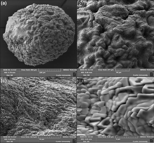 Figure 3. Scanning electron micrographs of G-CDCA-SA microcapsule (a) surface morphology at 100 μm scale (b) surface morphology at 50 μm scale (c) surface morphology at 10 μm scale (d) surface morphology at 2 μm scale.