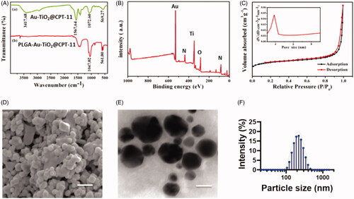 Figure 1. Physicochemical characteristics of functionalized Au-TiO2@CPT-11 and PLGA-Au-TiO2@CPT-11. (A) IR spectrum of Au-TiO2@CPT-11 and PLGA-Au-TiO2@CPT-11. (B) XPS analysis of PLGA-Au-TiO2@CPT-11. (C) N2 adsorption/desorption isotherms. (D) SEM image of PLGA-Au-TiO2@CPT-11. Scale bar 200 nm. (E) TEM images and size distributions and the scale bar 200 nm. (F) DLS of the size distribution of PLGA-Au-TiO2@CPT-11.