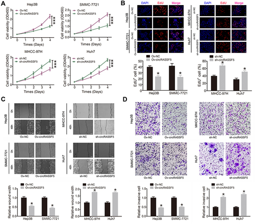 Figure 2 CircRASSF5 suppresses the proliferation, migration and invasion capacities of HCC cells in vitro. (A) The proliferation ability of HCC cells was evaluated by CCK-8 assay when circRASSF5 was stably overexpressed or knockdown. (B) Proliferation capacity of HCC cells was detected by means of EdU staining assay when circRASSF5 was overexpressed or knocked down (original magnification ×100). (C) Wound healing assay was used to assess the migration ability of Hep3B and SMMC-7721 cells after transfected with Ov-circRASSF5 or mock vectors; MHCC-97H and Huh7 cells after transfected with sh-cricRASSF5 or sh-NC vectors (original magnification ×50). (D) The invasion ability of Hep3B and SMMC-7721 cells transfected with Ov-circRASSF5 or mock vectors, MHCC-97H and Huh7 cells transfected sh-circRASSF5 or sh-NC vectors were detected via transwell assays (original magnification ×100). Our study performed each experiment in triplicate and exhibited the results as the mean ± SD. *P < 0.05; ***P < 0.001.