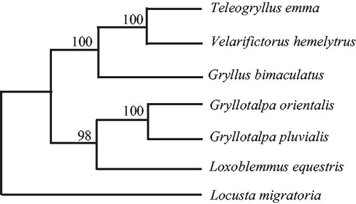 Figure 1. Phylogenetic relationships among the six crickets based on complete mtDNA sequences. Numbers at each node are maximum likelihood bootstrap proportions (estimated from 100 pseudoreplicates). The accession number in GenBank of six crickets in this study: Loxoblemmus equestris (KU562919), Gryllotalpa pluvialis (EU938371), Gryllotalpa orientalis (AY660929), Gryllus bimaculatus (MK204367), Velarifictorus hemelytrus (KU562918), and Teleogryllus emma (NC_001712).