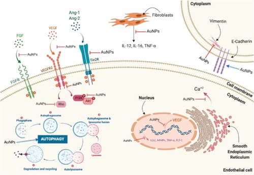 Figure 7 Molecular pathways affected by the anti-angiogenic effects of AuNPs. Anti-angiogenic effects of AuNPs are mediated by suppressing activation of VEGFR2, Tie2R, FGFR, and their downstream signaling pathways. AuNPs suppress intracellular calcium release mediated by VEGF-165. AuNPs upregulate E-cadherin and downregulate vimentin reducing epithelial-to-mesenchymal transition (EMT). AuNPs reduce ILs, MMPs, and TNF-α expression and inhibit neovascularization via induction of autophagy.Abbreviations: Ang-1, angiopoietin 1; Ang-2, angiopoietin 2; Ca+2, calcium; FGF, fibroblast growth factor; FGFR, fibroblast growth factor receptor; ILs, interleukins; MMPs, matrix metalloproteases; Tie2R, angiopoietin receptor; TNF-α, tumor necrosis factor-α; VEGF, vascular endothelial growth factor; VEGFR, vascular endothelial growth factor receptor.