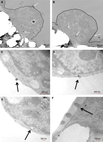 Figure 9 TEM thin sections of cell uptake of SPIONs.Notes: (A) Cell uptake of CPB; magnification 3,000×. (B) Cell uptake of GGB; magnification 3,000×. (C–E) Endocytosis steps of cell uptaking CPB; (C and D) magnification 10,000×; (E) magnification 5,000×. (F) Exocytosis step of cell uptaking CPB; magnification 30,000×. The white circle and arrows in A and B indicate the SPIONs inside and attached to the cell. (C–F) Black arrows indicate SPIONs.Abbreviations: CPB, collagen, polyvinyl alcohol, and bovine serum albumim; GGB, glycine, glutamic acid, and bovine serum albumin; SPION, superparamagnetic iron oxide nanoparticle; TEM, transmission electron microscopy.