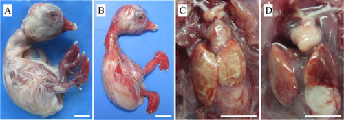 Figure 1. Gross lesions in goose embryos which died from infection with the JS1 GPV isolate. (A) 22-day-old embryo with oedema, subcutaneous haemorrhages, and haemorrhagic feet and beak. (B) 20-day-old embryo showing retardation, subcutaneous haemorrhages, and digits curled dorsally. (C) 14-day-old embryo with an ochre-coloured liver showing patches of necrosis. (D) 16-day-old embryo with a pale heart. Bar = 10 mm.