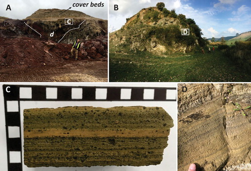 Figure 3. A – A small diatreme is exhumed as the base of the Punatekahi volcanic complex (Taupo Volcanic Zone). Note the v-shaped architecture of pyroclastic rocks in the base of the section (white dashed lines), marking an exposed diatreme (d).; B – Te Hukui Basalt formation exposing typical phreatomagmatic pyroclastic successions in a well-defined small area inferred to be a diatreme near the Puketerata Volcanic Complex, Taupo Volcanic Zone (note people for scale); C – pyroclastic rocks recovered from the Punatekahi diatreme is composed of glassy juvenile ash and lapilli and abundant accidental lithic clasts forming a bedded, cross-bedded succession inferred to accumulated by base surges; D – Accretionary lapilli-bearing basaltic lapilli tuff and tuff succession from the middle section of the Te Hukui diatreme.