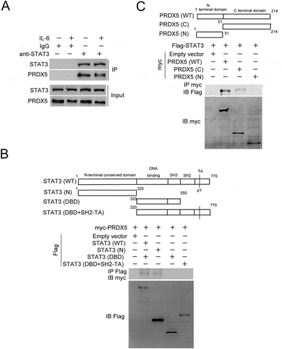 Figure 6. Protein-protein interaction analysis