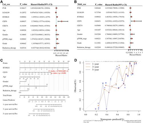 Figure 8 Univariate and multivariate cox regression of immune checkpoints in STAD. (A, B) Hazard ratio and P‐value of constituents involved in univariate and multivariate Cox regression and some parameters of the immune checkpoints. (C, D) Nomogram to predict the 1-y, 2-y and 3-y overall survival of STAD patients. Calibration curve for the overall survival nomogram model in the discovery group. A dashed diagonal line represents the ideal nomogram, and the blue line, red line and orange line represent the 1-y, 2-y and 3-y observed nomograms.