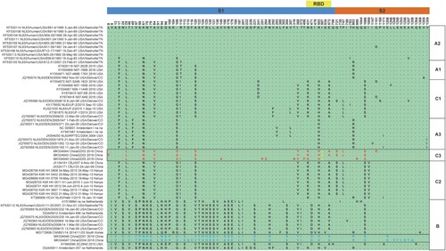 Figure 6. Single amino acid polymorphism analysis of HCoV-NL63 spike protein. All available HCoV-NL63 complete genomes were aligned, and corresponding spike proteins were retrieved and used for single amino acid polymorphism analysis. Most of SAP lies in S1 domain, and one unique mutation I507L was identified in RBD of spike in yellow.