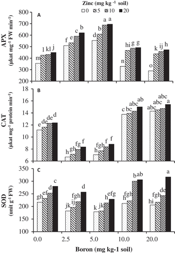 Figure 6. The effects of Zn-Gly application and different soil Boron concentrations on (A) superoxide dismutase (SOD), (B) catalase (CAT), and (C) ascorbate peroxidase (APX) activity in pistachio leaf. *Mean separation by THSD at P ≤ 0.05.