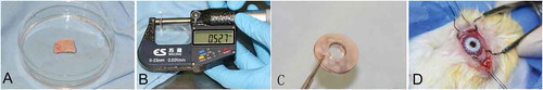 Figure 1. Implantation of the keratoprostheis (Kpro). A. Cartilage with perichondrium preserved; B. Thickness of the graft; C. Kpro with autologous ear cartilage as a carrier; D. Kpro with ear cartilage implanted in the left eye of the rabbit.