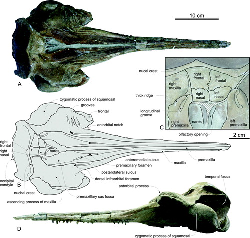 FIGURE 3. Huaridelphis raimondii, n. gen. et sp., MUSM 1396 (holotype), skull in dorsal (A, B, C; detail of the vertex) and left lateral (D) views. Diagonal solid lines indicate major breaks. Scale bar for A, B, D equals 10 cm. Scale bar for C equals 2 cm.