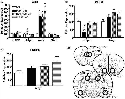 Figure 6. Cocaine- and stress-induced differences in the expression of stress- and plasticity-related genes in the brain. Panel A: CRH mRNA. Expression in dorsal hippocampus (dHipp) was lower in the Ctrl + Coc rats than in all other groups of rats [ANOVA, LSD, p < 0.001]; expression in the amygdala (Amy) was greater in the Ctrl + Coc, NoHab + Coc, and Hab + Coc rats than in the Ctrl rats [ANOVA, LSD,p < 0.001)]. Panel B: Glcci1 mRNA. Expression in dHipp was significantly lower in the Ctrl + Coc rats than in all other groups [ANOVA, LSD, p < 0.001]. Panel C: FKBP5 mRNA. Expression in the amygdala (Amy) did not differ among study phenotypes. Ctrl = control rats not exposed to urine or cocaine (n = 8); Ctrl + Coc = control rats not exposed to urine that self-administered cocaine (n = 8); NoHab + Coc = rats not habituating acoustuc startle response and self-administered cocaine (n = 5); Hab + Coc = rats habituating acoustuc startle response and self-administered cocaine (n = 5). * = p < 0.05 compared to Ctrl; + = p < 0.05 compared to NoHab + Coc; # = p < 0.05 compared to Hab + Coc, all using the LSD post-hoc test. Data are presented as mean ± SEM. Panel D: Outlines of coronal rat brain sections according to the Rat Brain Atlas (Paxinos & Watson Citation2007) that guided tissue dissections of the medial prefrontal cortex (mPFC), nucleus accumbens (NAc), dorsal hippocampus (dHipp), and amygdala (Amy).