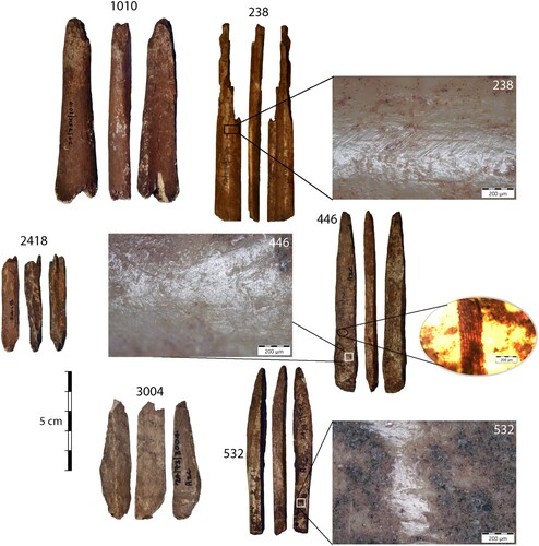 Figure 8. Examples of bone tools with various plant-working indicators. This selection is intended to show the variety of tool morphologies on which plant-working is implicated. Selected micrographs show polish indicative of wrapping in a fibrous plant material, possibly as a handle or grip (#238); unspecific plant wear located underneath long, blackened strips of parenchyma tissue (#446); and smooth bright polish consistent with basketry production (#532) The micrographs were taken at 100x magnification.