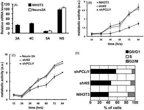 Figure 4. PCLI1 silencing induces decreased proliferation rate in murine cells. (A) Mouse NIH3T3 (black bars) or Neuro2A (white bars) cellular pools were selected after transfection with PCLI1 shRNA-encoding constructs 3A, 4C, 5A, or with a non-silencing (NS) construct. The panel shows the results of Real-Time PCR analysis of PCLI1 transcripts. (B) The proliferation rate of cellular pools of NIH3T3 fibroblasts expressing the PCLI1 5A shRNA construct was lower, compared to wild-type NIH3T3 fibroblasts or to cellular pools of NIH3T3 expressing the non-silencing shNS construct. Cells, collected at the indicated time-points, were assayed for metabolic activity with the Alamar blue assay (see Experimental Procedures for details). (C) The proliferation rate of cellular pools of Neuro2A cells expressing the PCLI1 5A shRNA construct was lower, compared to wild-type Neuro2A or to cellular pools of Neuro2A expressing the non-silencing shNS construct. Cells, collected at the indicated time-points, were assayed for metabolic activity with the Alamar Blue assay. (D) Exponentially growing cultures of wild-type NIH3T3, shNS, and shPCLI1 cells were subjected to FACS analysis to evaluate their distribution in the G0/G1, S, and G2/M phases of the cell cycle, according to their DNA content. The experiment was performed on three biological replicates, with very similar results; reported data refer to a representative experiment.