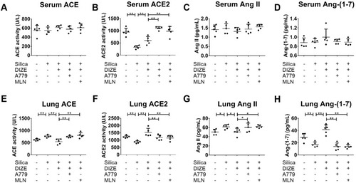 Figure 2 DIZE regulates the activity of ACE/ACE2 and the concentration of Ang II/Ang-(1–7) in wild-type silicotic mice. (A, B) The activity of ACE/ACE2 was measured in the serum samples of silicotic mice, along with (C, D) the concentration of Ang II/Ang-(1–7), following various treatment combinations with DIZE, A779, and MLN-4760. (E, F) The activity of ACE/ACE2 was measured in lung tissue samples from silicotic mice, along with (G, H) the concentration of Ang II/Ang-(1–7). ELISA was used for all experiments. Values represent the mean ± SD, n = 5 independent experiments, *P < 0.05 vs corresponding group, **P < 0.01 vs corresponding group.