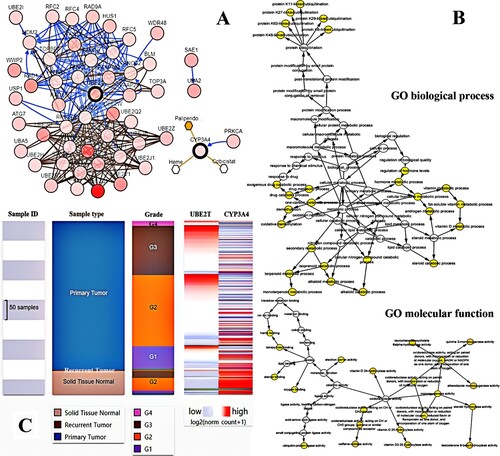 Figure 3. Interaction network, biological process and molecular function analysis of the hub genes. (A) Hub genes and their co-expression genes were analyzed using cBioPortal. Nodes with bold and thin outline respectively represent hub genes and the co-expression genes. (B) The biological process and molecular function analysis of hub genes were constructed using BiNGO. The filled nodes refers to the corrected P-value of ontologies. The size of nodes refers to the numbers of genes that are involved in the ontologies. A P-value < 0.05 was considered statistically significant. (C) Hierarchical clustering of hub genes was constructed using UCSC. Solid tissue normal samples, recurrent hepatocellular carcinoma (HCC) samples and primary HCC samples were involved. Upregulation of genes is marked in dark; downregulation of genes is marked in light.
