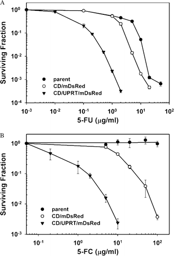 Figure 2.  5-FU (A) or 5-FC (B) cytotoxicity in R3327-AT cells expressing CD/mDsRed and CD/UPRT/mDsRed compared to parental cells. Cells were treated with the indicated concentrations of 5-FU or 5-FC and survival was determined using colony formation assay. Surviving fractions were normalized by the plating efficiency of untreated controls. Each data point and error bars represent average and SE of three independent experiments.