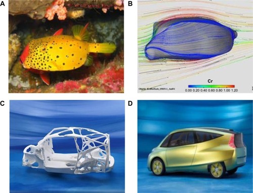 Figure 3 DaimlerChrysler’s prototype bionic car (D), inspired by the box fish (A), skeleton structure of blowfish adapted for designing of vehicles (C), and tree growth patterns (B).Note: Republished with permission of Springer Science and Business Media, from Bannasch RB. Technology Guide. Springer;2009:178–183, © Copyright 2009; permission conveyed through Copyright Clearance Center, Inc.Citation28