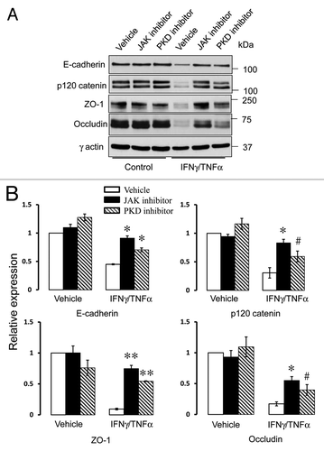 Figure 9. Cytokines decrease expression of different AJ and TJ proteins via JAK and PKD-dependent mechanisms. Representative immunoblots (A) and densitometric quantification (B) show that pharmacological inhibitors of JAK or PKD significantly attenuates cytokine-induced decrease in junctional protein expression. Data are presented as mean ± SE (n = 3); *p < 0.01; **p < 0.001; #p < 0.05 compared with cytokine/vehicle-treated cells.