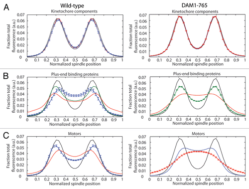 Figure 1 Localization of kinetochore and microtubule-binding components in wild-type (left) and DAM1-765 mutant spindles (right). Each spindle component was GFP-tagged in a strain expressing Nuf2-mCherry. Fluorescence distributions were analyzed as described in Materials and Methods. The black line in each part represents the average Nuf2 (kinetochore) distribution. The center of the x-axis represents the spindle equator, with the spindle poles approximately at positions 0 and 1. The error bars in each part represent the standard error of the mean for the component with the fewest spindles analyzed. (A) Core kinetochore components: Mtw1 (red, MSY255-1C, MSY255-15C), Spc105 (blue, MSY267-2A, MSY267-7D). (B) Plus-end binding proteins: Bik1 (red, pWY266-8B, MSY58), Bim1 (blue, MSY304-18C), Stu2 (green, MSY307-16C, MSY307-18D). (C) Plus-end directed motors: Cin8 (blue, MSY306-5C, MSY305-14C), Kip3 (red, MSY263-23B, MSY263-46D).