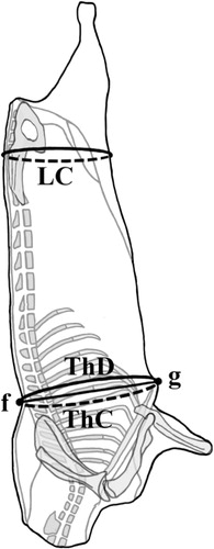 Figure 3. Guinea pig carcass measurements, schematic lateral view: lumbar circumference (LC); thorax circumference (ThC); width of the thorax (ThW), f–g distance.
