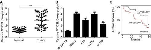 Figure 1 MYOSLID was upregulated in OS. (A) MYOSLID expression in OS tissues and adjacent normal tissues by qRT-PCR. (B) Relative expression of MYOSLID in OS cell lines. (C) The Kaplan–Meier curve was used to determine overall survival rate according to MYOSLID expression. **P<0.01 and ***P<0.001.