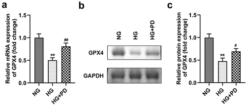 Figure 5. GPX4 expression was low in HG-treated cells. (a) The mRNA expression of GPX4. (b) Western blotting analysis was used to determine GPX4 expression. (c) Quantification of GPX4 expression. **P < 0.01, ***P < 0.001, #P < 0.05, and ##P < 0.01.